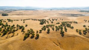 Rolling Drylands with Scattered Green Trees