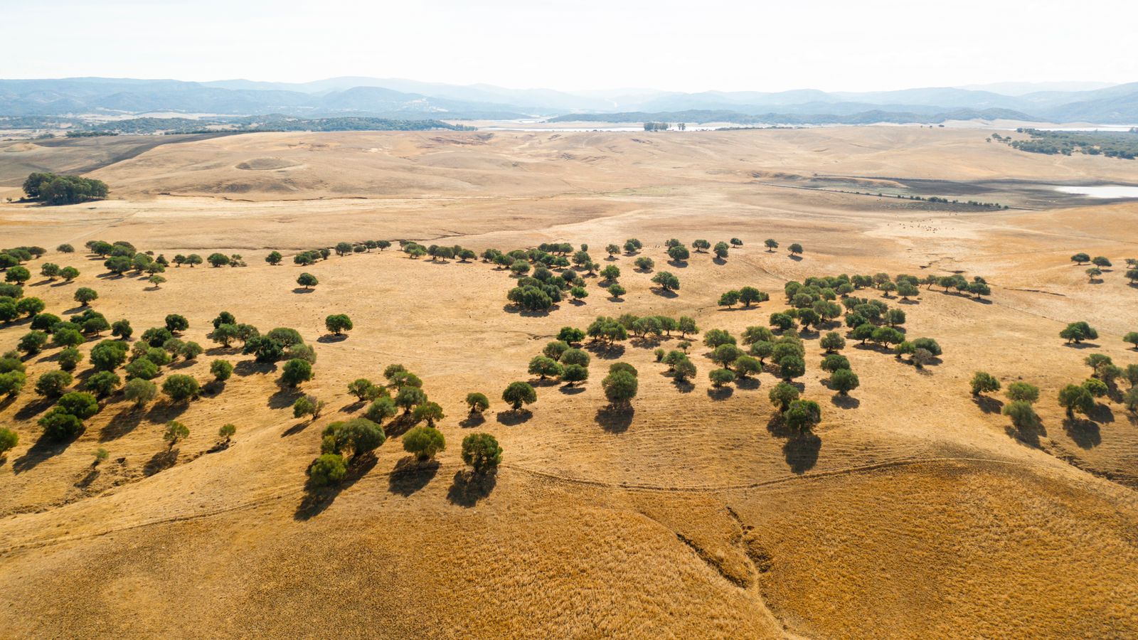 Rolling Drylands with Scattered Green Trees