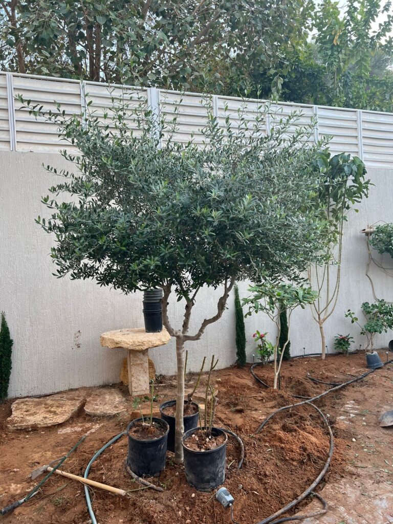 Small Garden with an Olive Tree and Potted Plants