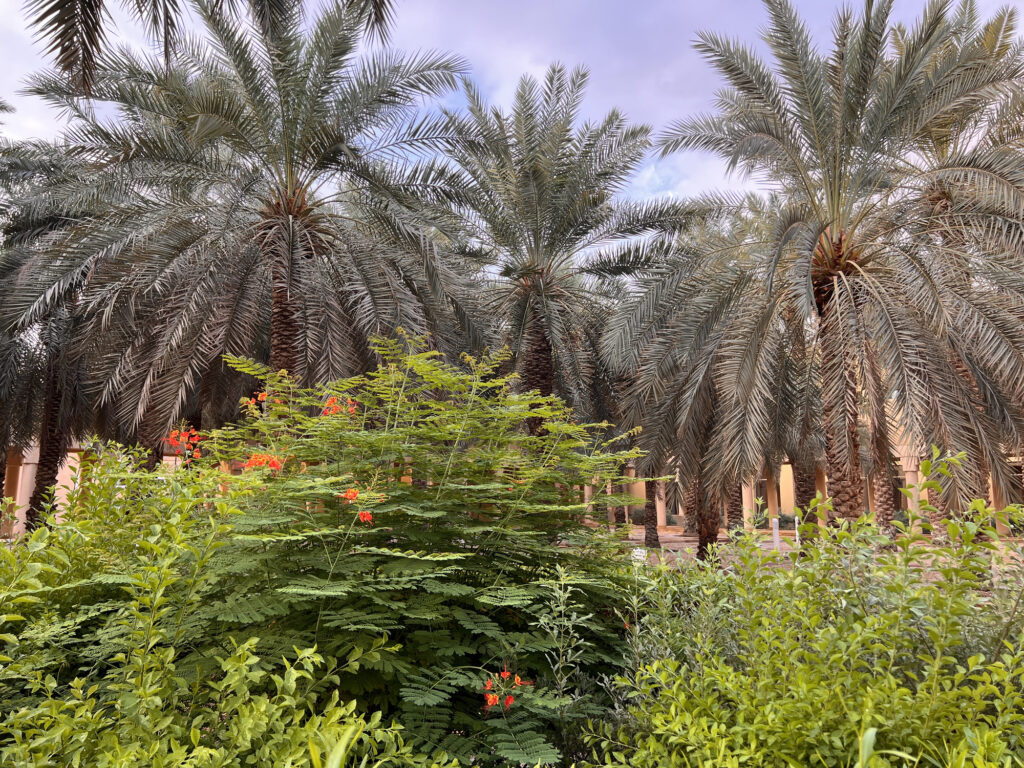 View of King Abdul Aziz National Park Lush Greenery and Tranquil Landscape
