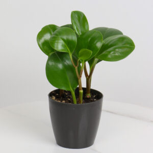 Peperomia plant - Small size