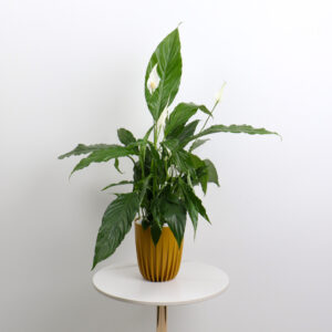 نبتة الأشرعة البيضاء (Spathiphyllum)