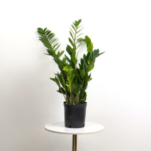 Zamioculcas zamiifolia Plant
