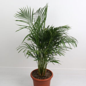 Areca Palm
