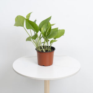 Pothos plant - small size