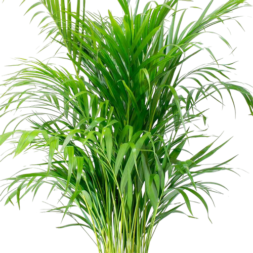 Areca plant