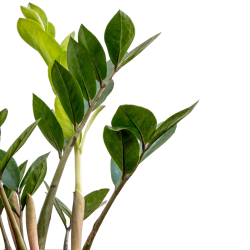 Zamioculcas zamiifolia Plant