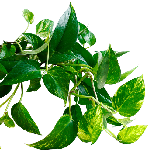 Pothos Plant