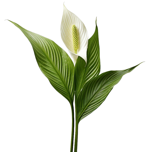 Spathiphyllum Plant